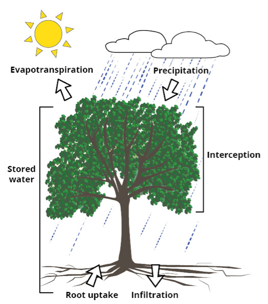 stormwater runoff tree illustration shows how trees help manage runoff.