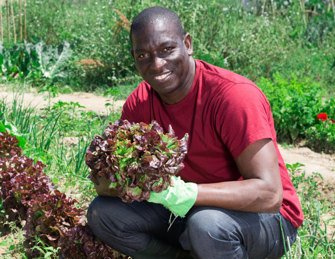 Great Lakes Community Conservation Corps Ag Veteran squatting with just picked lettuce from farm